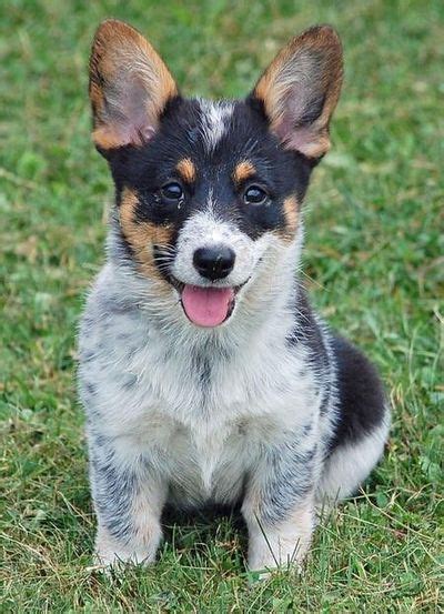 Standing between 17 to 20 inches at the shoulder, the Australian Cattle Dog is a sturdy, hard-muscled herder of strength and agility. The ACD is born with a white coat that turns blue-gray or red ... 